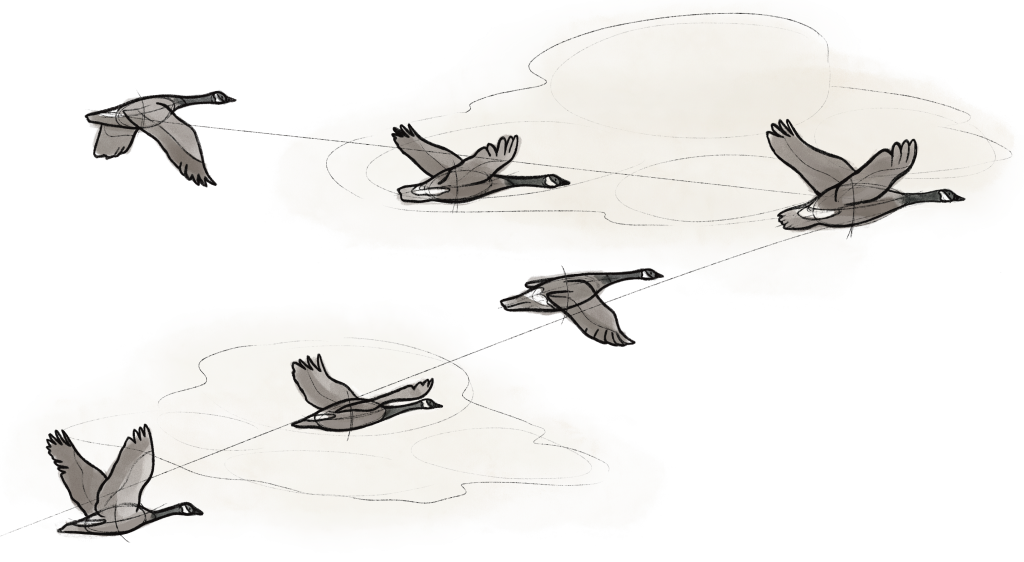 Illustration of Canada Geese flying in formation